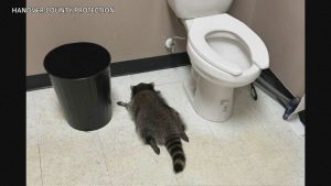米バージニア州の酒店のトイレで、酔っ払って気を失ったアライグマ＝11月29日（Samantha Martin／ハノーバー郡動物保護当局提供・AP＝共同）